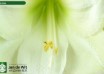 hippeastrum Moscow (4)